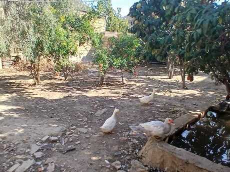 4 otaqlı həyət evi, 110 m², Biləcəri: 125 000 ₼ 5