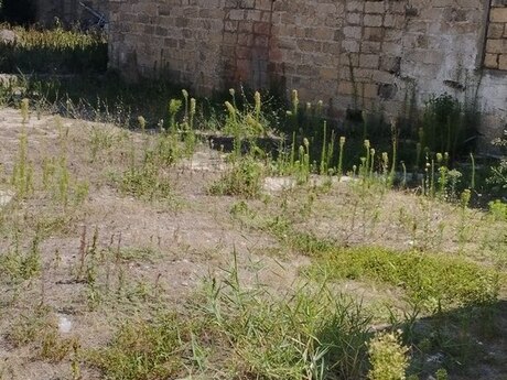 7 otaqlı həyət evi, 1 000 m², Nardaran: 900 000 ₼ 4