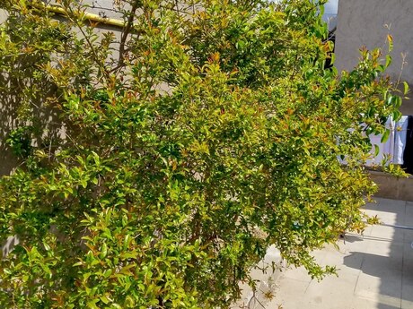 3 otaqlı həyət evi, 85 m², Masazır: 75 000 ₼ 2