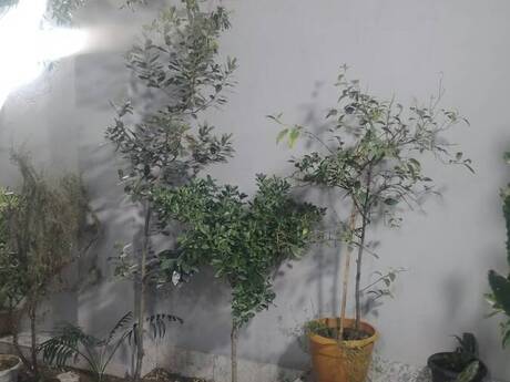 Həzi Aslanovda 2 otaqlı həyət evi kirayə verilir, 52 m², 700 AZN/ay, şəkil 3 / 12