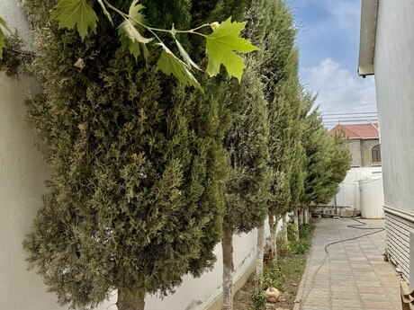 3-room house, 95 m², Sea Breeze: 115 000 ₼ 5