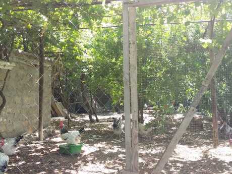 2 otaqlı həyət evi, 50 m², Türkan: 65 000 ₼ 5
