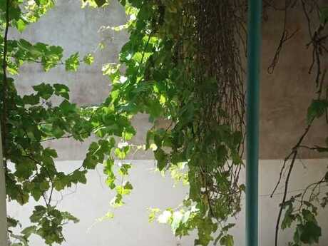 Nəsimidə 5 otaqlı həyət evi kirayə verilir, 220 m², 700 AZN/ay, şəkil 5 / 12