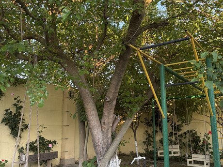 5-room house, 180 m², Buzovna: 350 000 ₼ 3