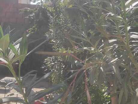 5 otaqlı həyət evi, 380 m², Badamdar: 320 000 ₼ 4