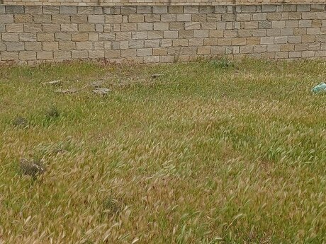3 otaqlı həyət evi, 100 m², Mehdiabad: 40 000 ₼ 3