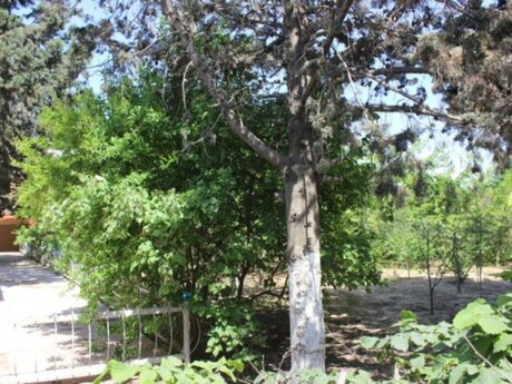 6 otaqlı həyət evi, 700 m², Maştağa: 390 000 ₼ 5