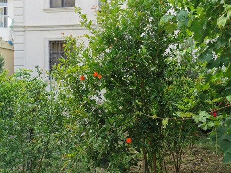 Buzovnada 4 otaqlı həyət evi kirayə verilir, 300 m², 1 000 AZN/ay, şəkil 5 / 12
