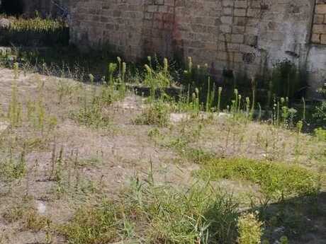 Elan №6526788 - Bakı, Nardaran q., 43 sot