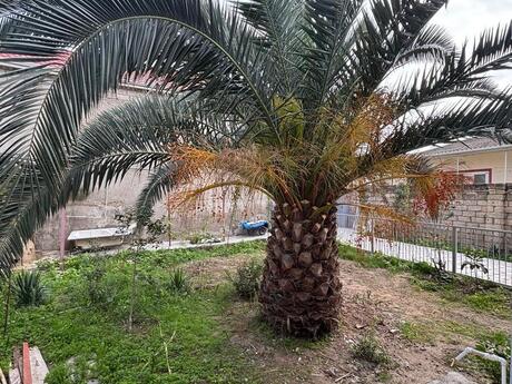Elan №6579695 - Xırdalan, Xırdalan, 5 otaqlı, 220 m²