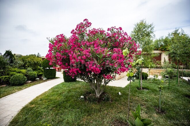 Həyət evi/Bağ evi - Bilgəh q. - 1000 m² (3)