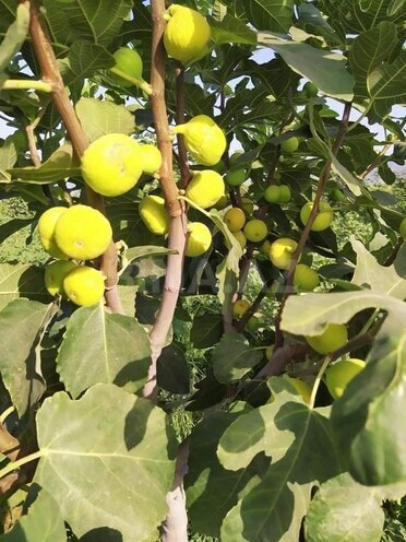 Satılır  obyekt 2 500 m², Maştağa q., photo 15 from 32