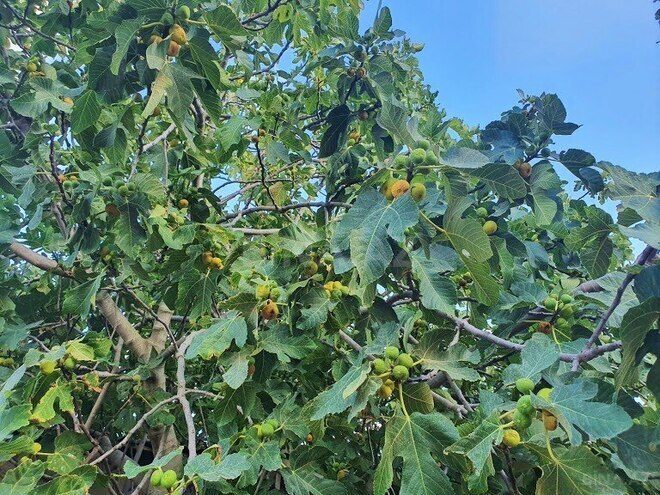 Satılır  obyekt 2 500 m², Maştağa q., photo 18 from 32