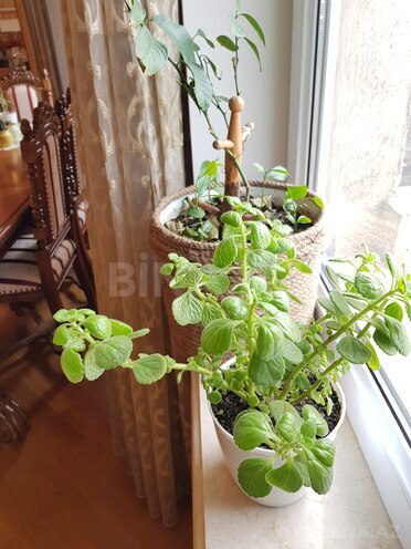Satılır 4 otaqlı yeni tikili 206 m², Elmlər Akademiyası m., photo 22 from 26
