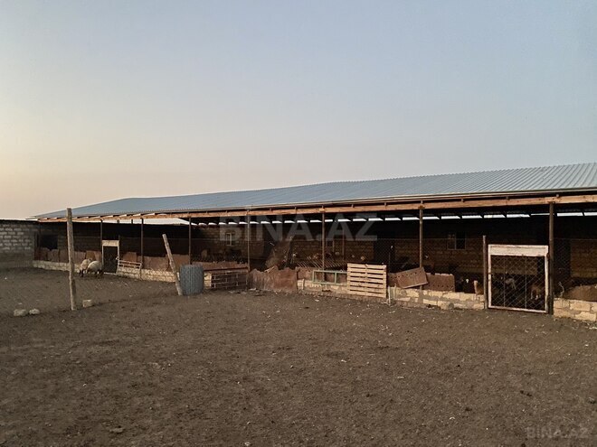 Объект - Гаджигабул - 15000 м² (15)