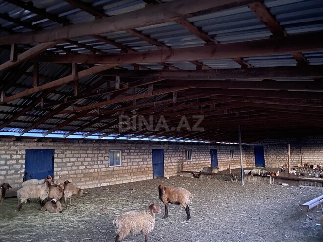 Объект - Гаджигабул - 15000 м² (13)