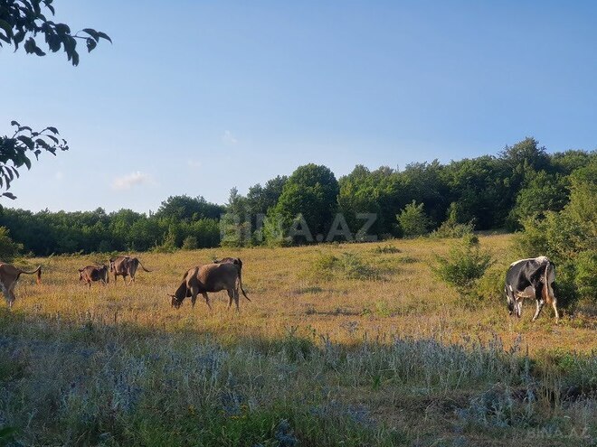 Satılır 5 otaqlı həyət evi/bağ evi 500 m², photo 18 from 29