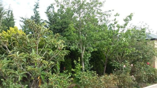 4 otaqlı həyət evi/bağ evi - Buzovna q. - 250 m² (20)