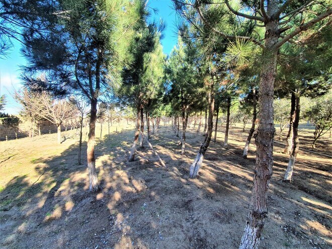 Продаётся 4-комн. дом/дача 600 м², пос. Зире, photo 5 from 21