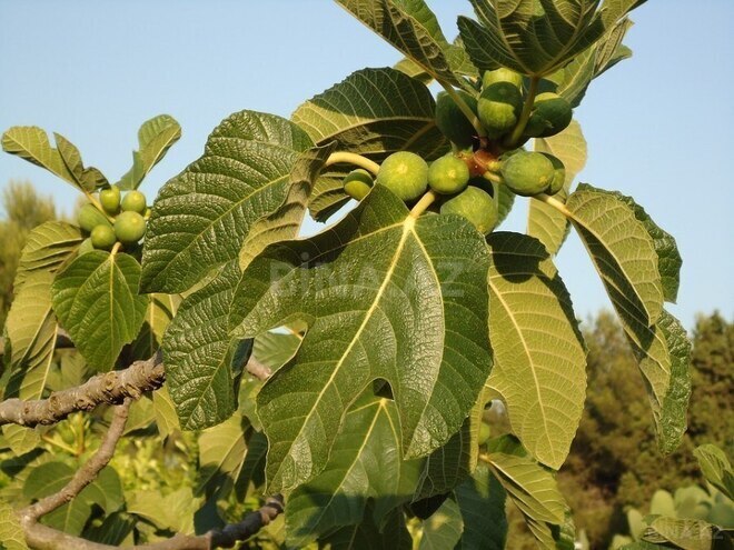 Satılır  obyekt 2 500 m², Maştağa q., photo 5 from 32