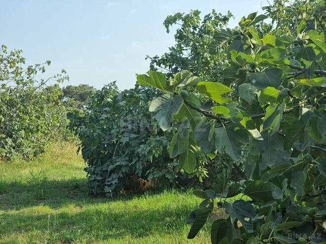 Satılır  obyekt 2 500 m², Maştağa q., photo 10 from 32