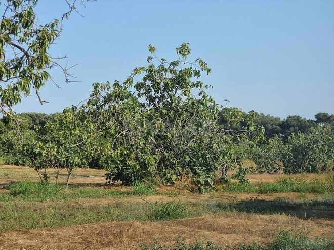 Satılır  obyekt 2 500 m², Maştağa q., photo 14 from 32