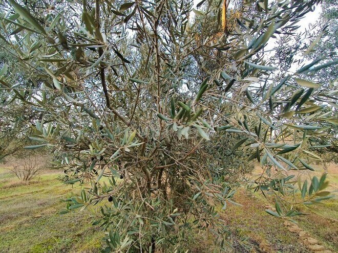 Satılır  obyekt 2 500 m², Maştağa q., photo 26 from 32