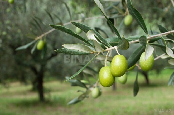 Satılır  obyekt 2 500 m², Maştağa q., photo 24 from 32