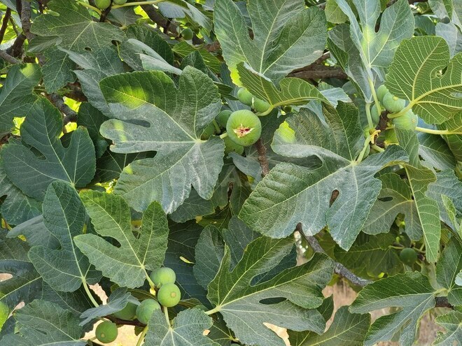 Satılır  obyekt 2 500 m², Maştağa q., photo 13 from 32