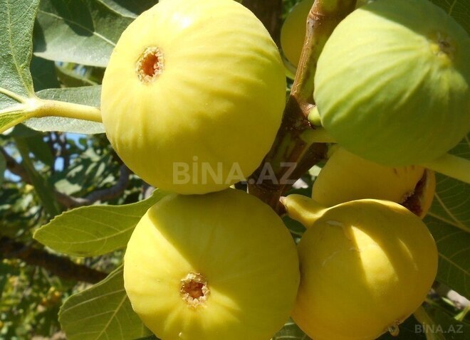 Satılır  obyekt 2 500 m², Maştağa q., photo 9 from 32