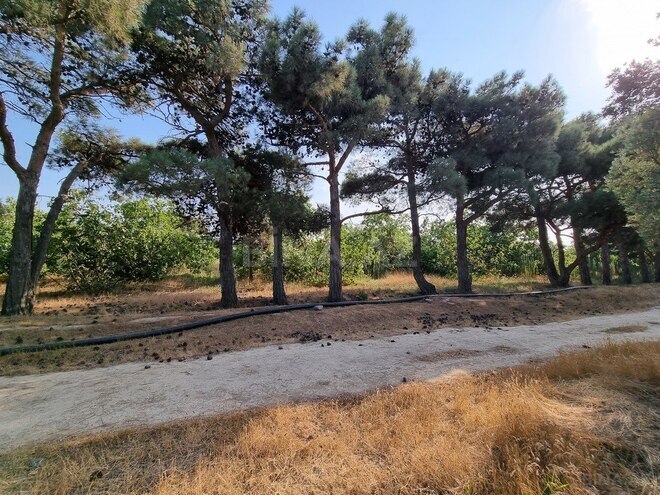 Satılır  obyekt 2 500 m², Maştağa q., photo 8 from 32