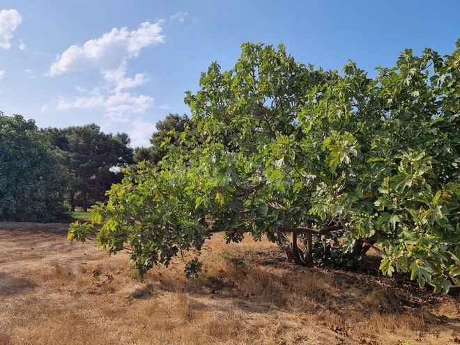 Satılır  obyekt 2 500 m², Maştağa q., photo 16 from 32