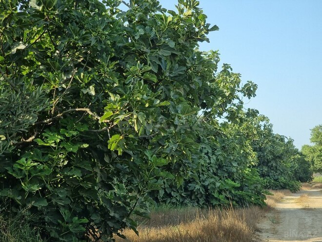 Satılır  obyekt 2 500 m², Maştağa q., photo 11 from 32