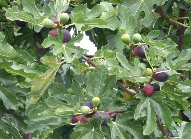 Satılır  obyekt 2 500 m², Maştağa q., photo 17 from 32