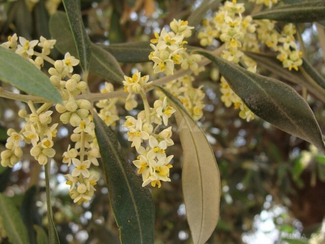 Satılır  obyekt 2 500 m², Maştağa q., photo 23 from 32