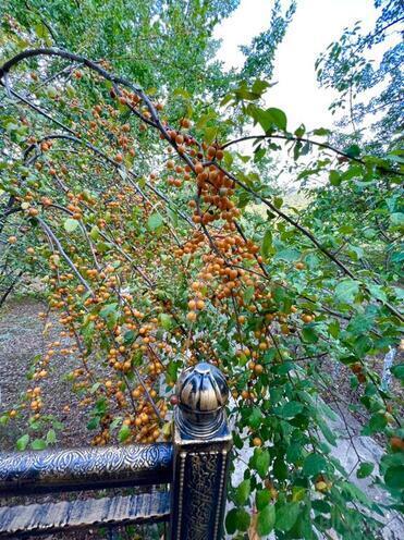 Satılır 4 otaqlı həyət evi/bağ evi 300 m², photo 24 from 32