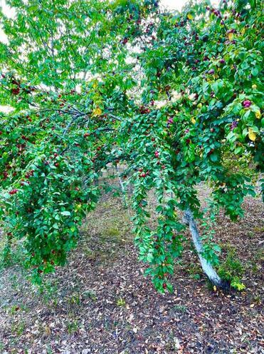 Satılır 4 otaqlı həyət evi/bağ evi 300 m², photo 26 from 32