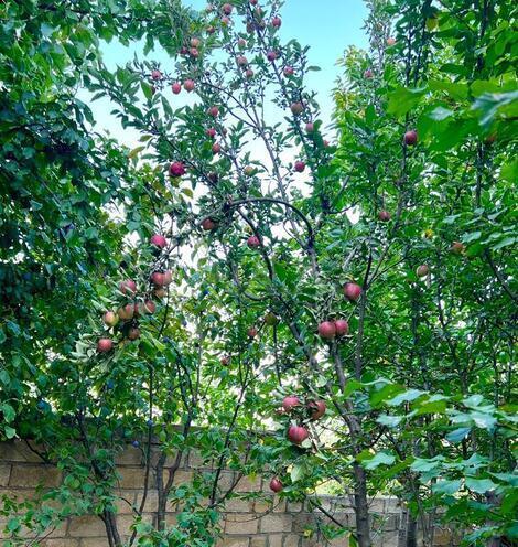 Satılır 4 otaqlı həyət evi/bağ evi 300 m², photo 21 from 32