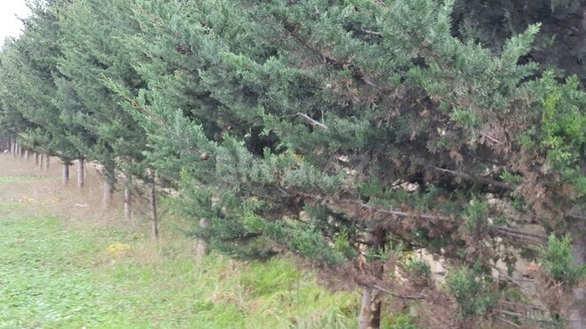 Продаётся  участок 59 сот, пос. Бадамдар, photo 10 from 12