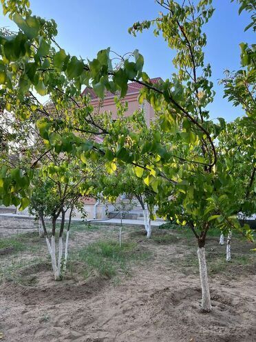 Həyət evi/Bağ evi - Mərdəkan q. - 280 m² (8)