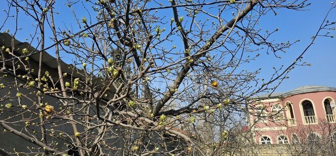 Satılır  torpaq 7 sot, Badamdar q., photo 11 from 13