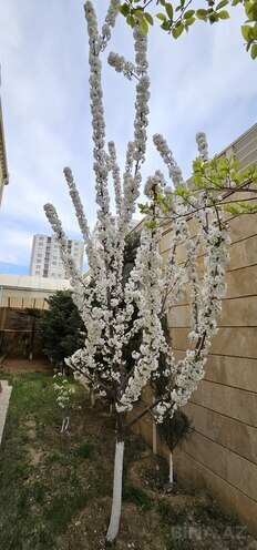 Satılır 6 otaqlı həyət evi/bağ evi 400 m², Badamdar q., photo 24 from 30