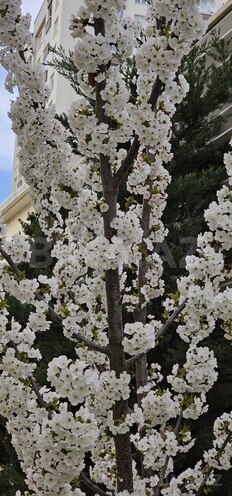 Satılır 6 otaqlı həyət evi/bağ evi 400 m², Badamdar q., photo 23 from 30