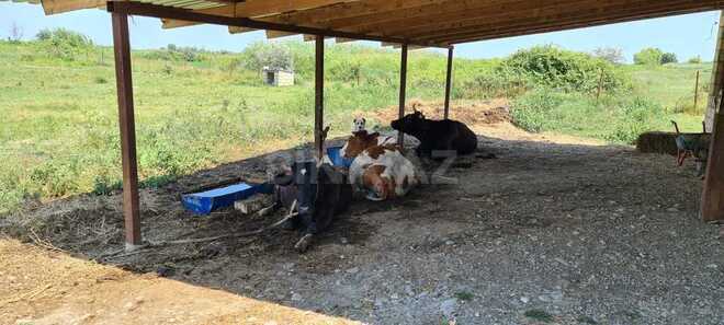 Продаётся  объект 500 м², Хачмазский р., photo 10 from 14