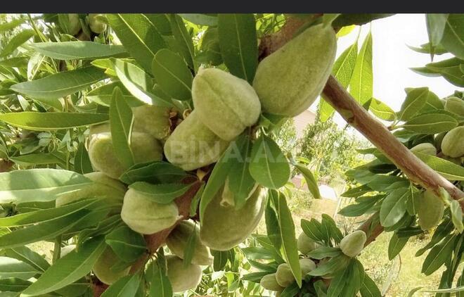 Продаётся  объект 25 000 м², пос. Тюркан, photo 6 from 32