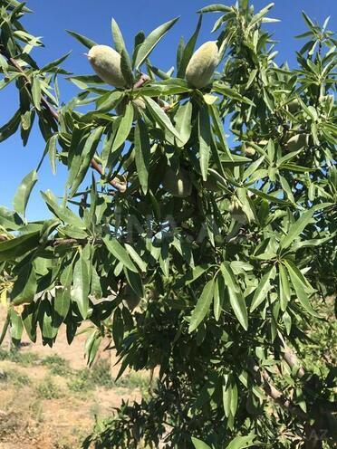 Продаётся  объект 25 000 м², пос. Тюркан, photo 5 from 32