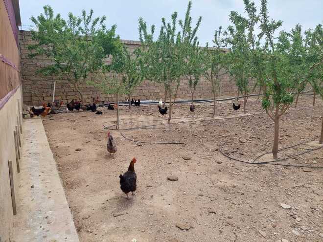 Продаётся  объект 25 000 м², пос. Тюркан, photo 23 from 32