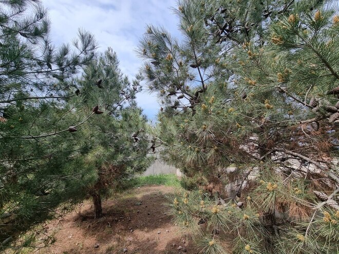 Продаётся  дом/дача 450 м², Сабунчинский  р., photo 5 from 29