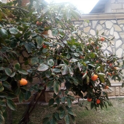 5 otaqlı həyət evi/bağ evi - Bakıxanov q. - 220 m² (21)