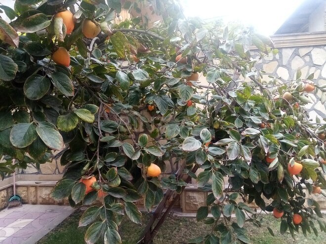 5 otaqlı həyət evi/bağ evi - Bakıxanov q. - 220 m² (22)